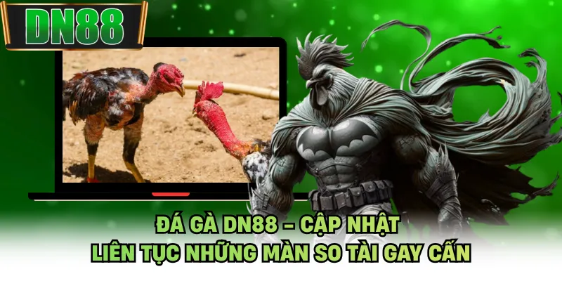 Đá Gà DN88 - Cập Nhật Liên Tục Những Màn So Tài Gay Cấn