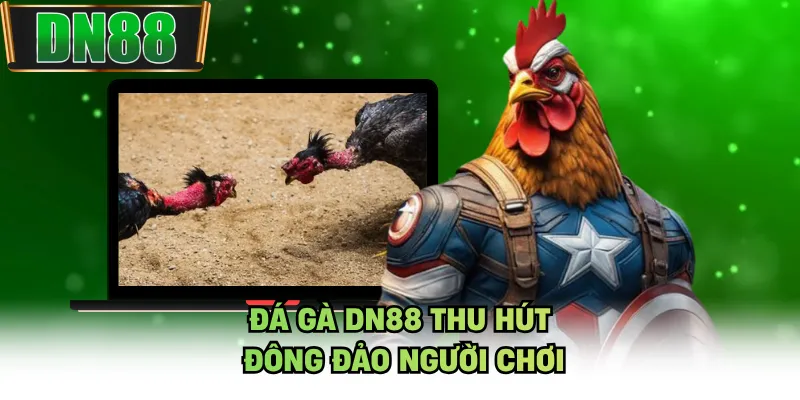 Đá gà DN88 thu hút đông đảo người chơi