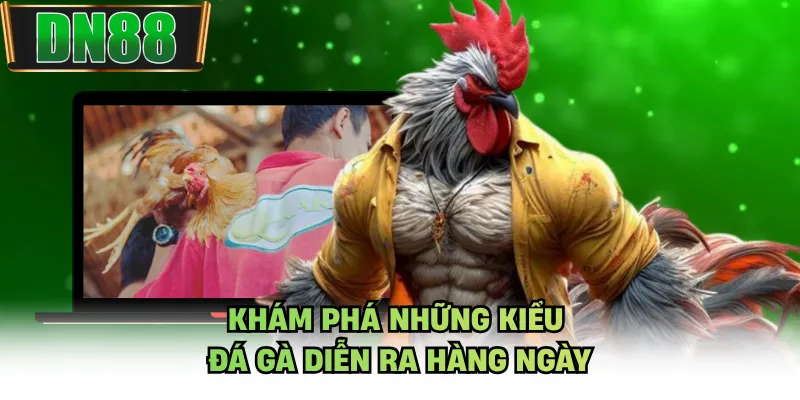 Khám phá những kiểu đá gà diễn ra hàng ngày